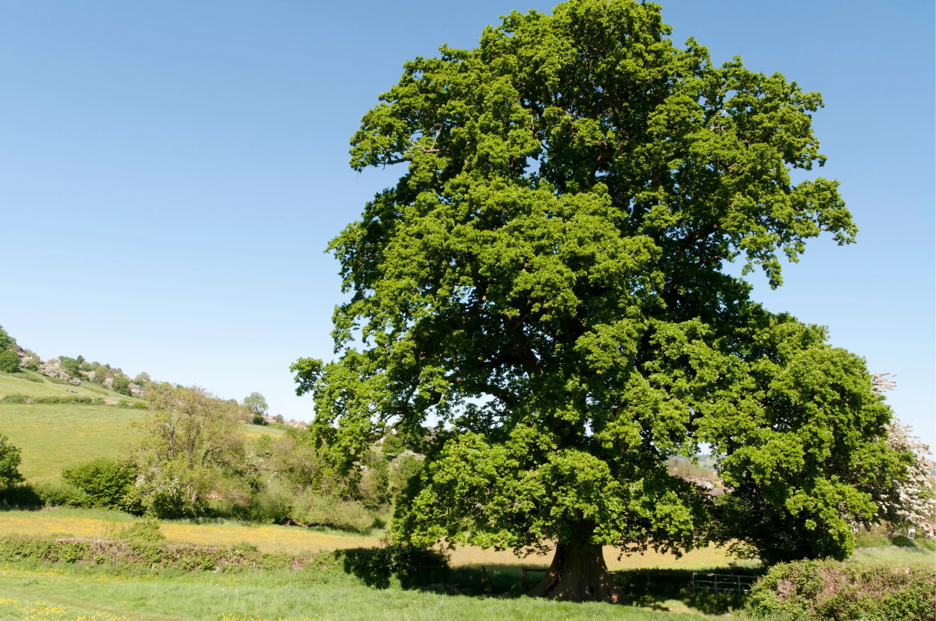 Large oak tree near Adelaide