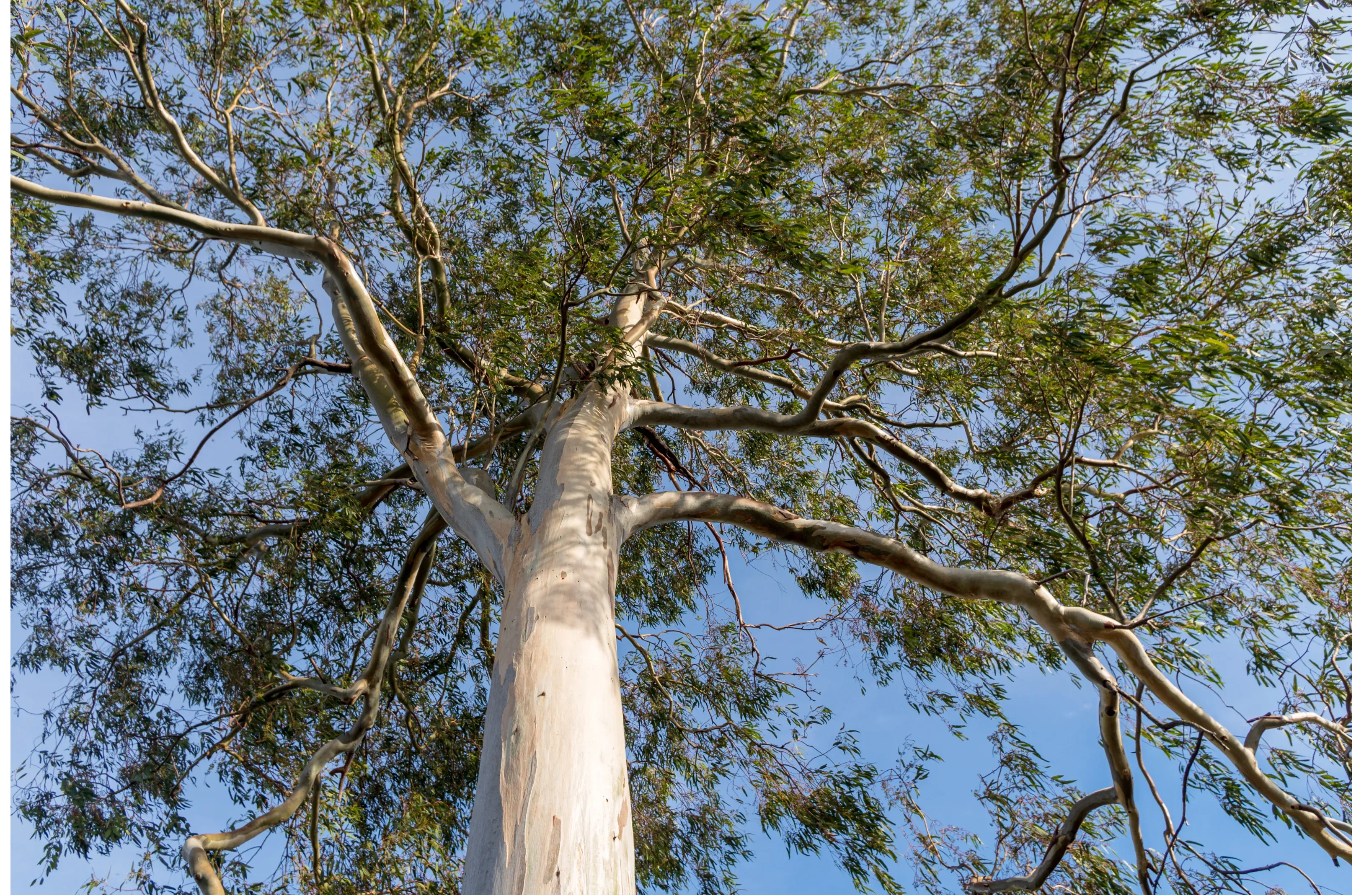 Eucalyptus tree canopy near Adelaide