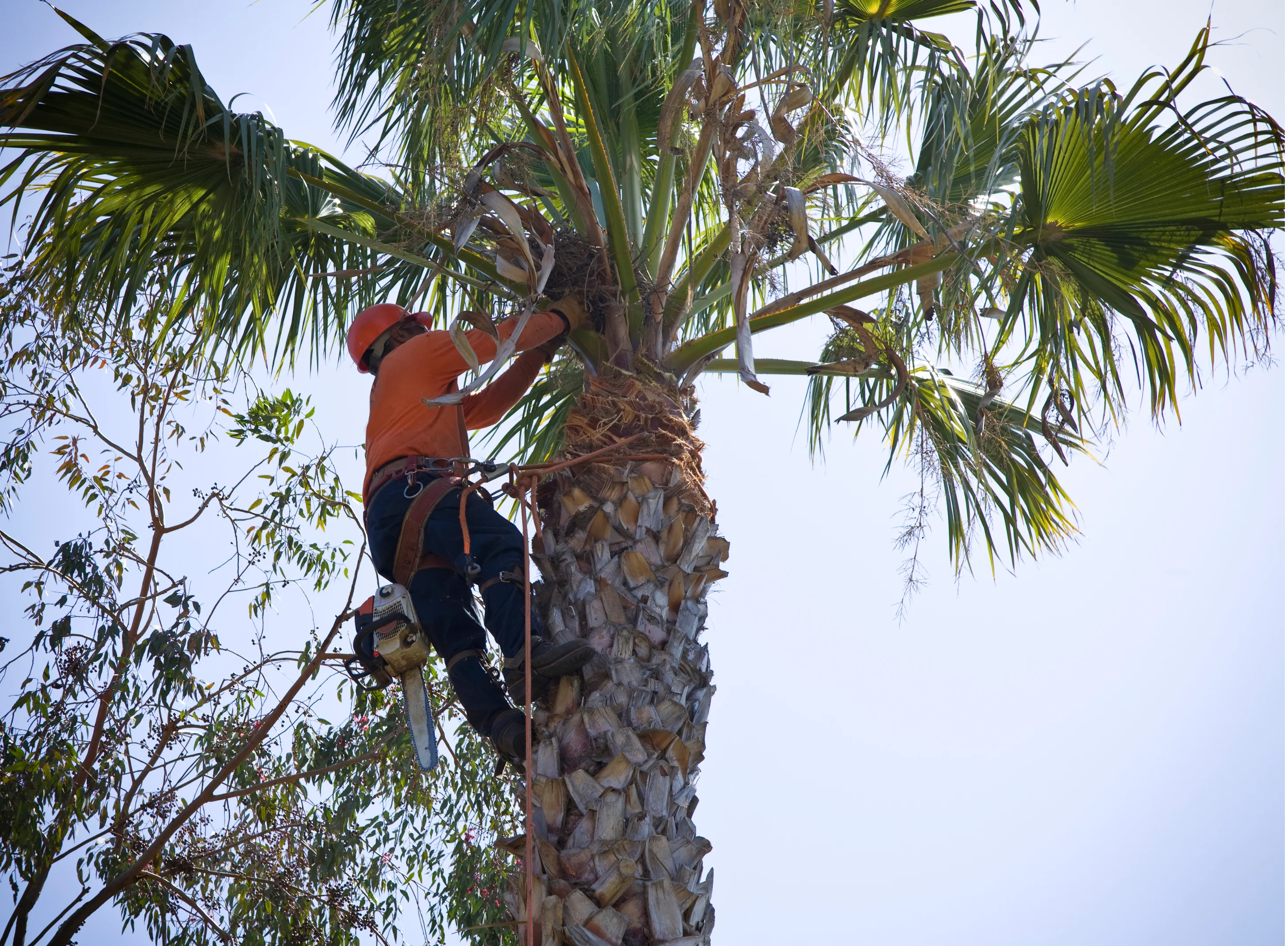 Professional arborist removing palm tree in Brisbane