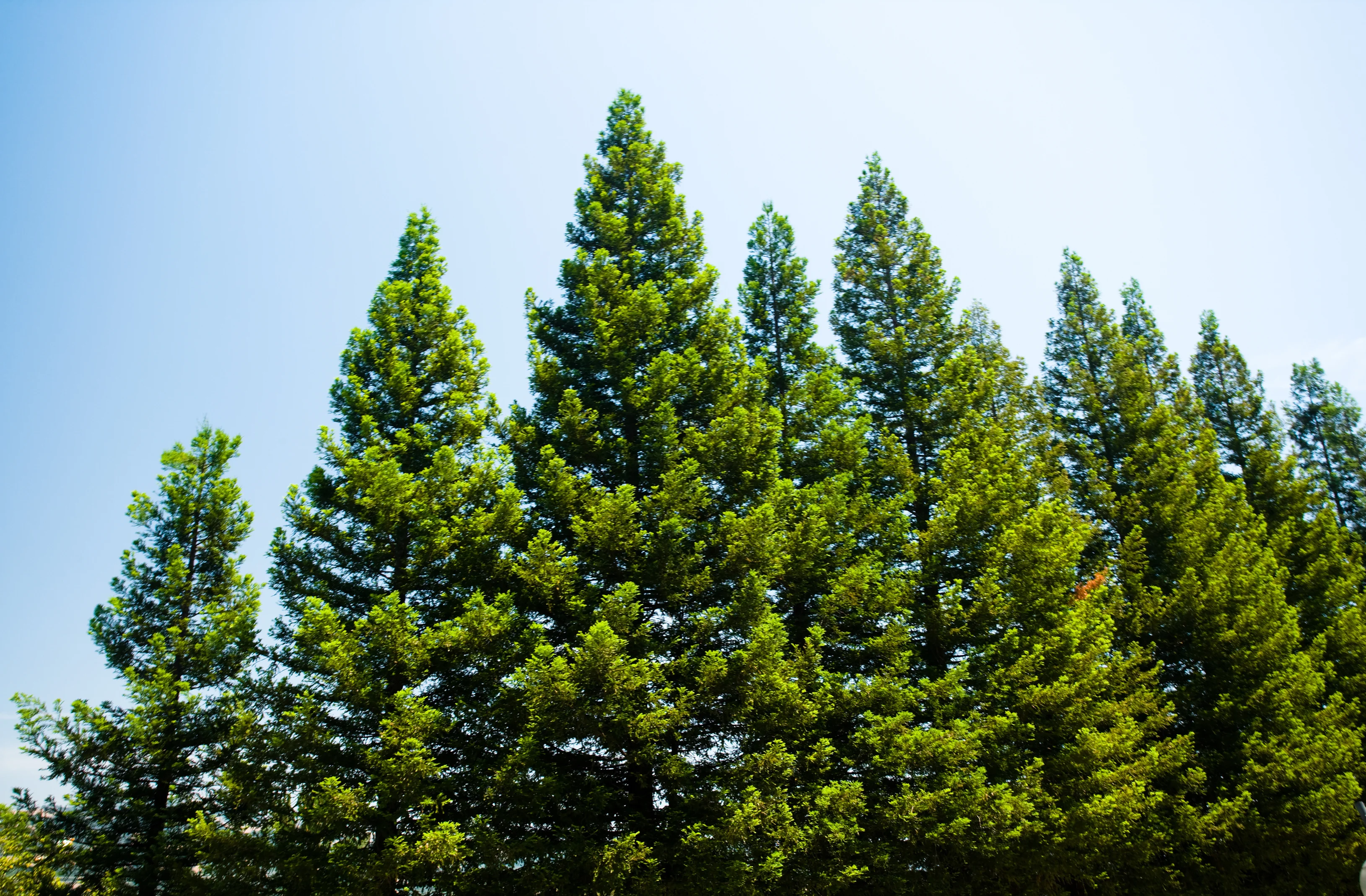 Pine forest blue sky Australia