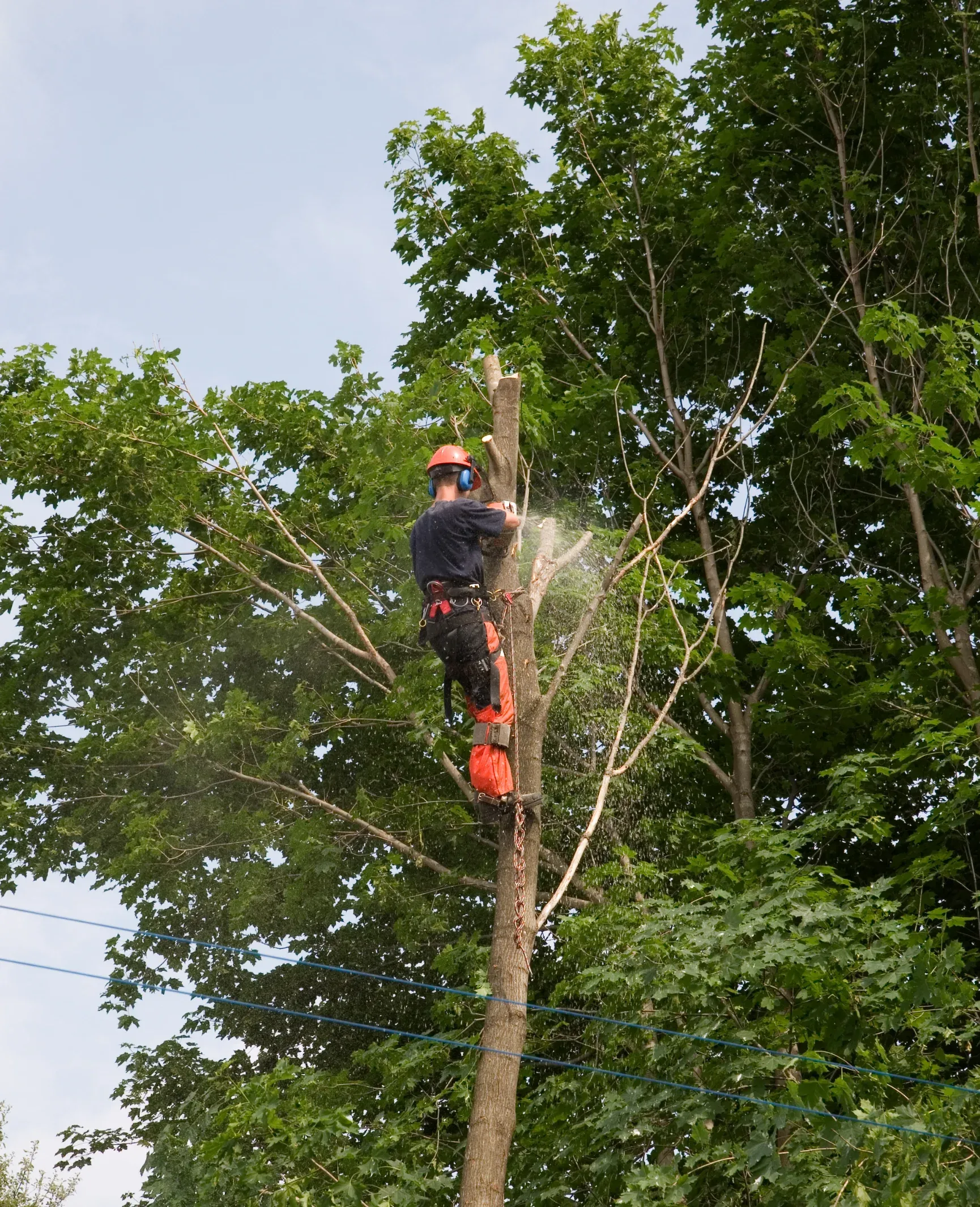 Tree Removal supplier lead preview for Australian trade businesses