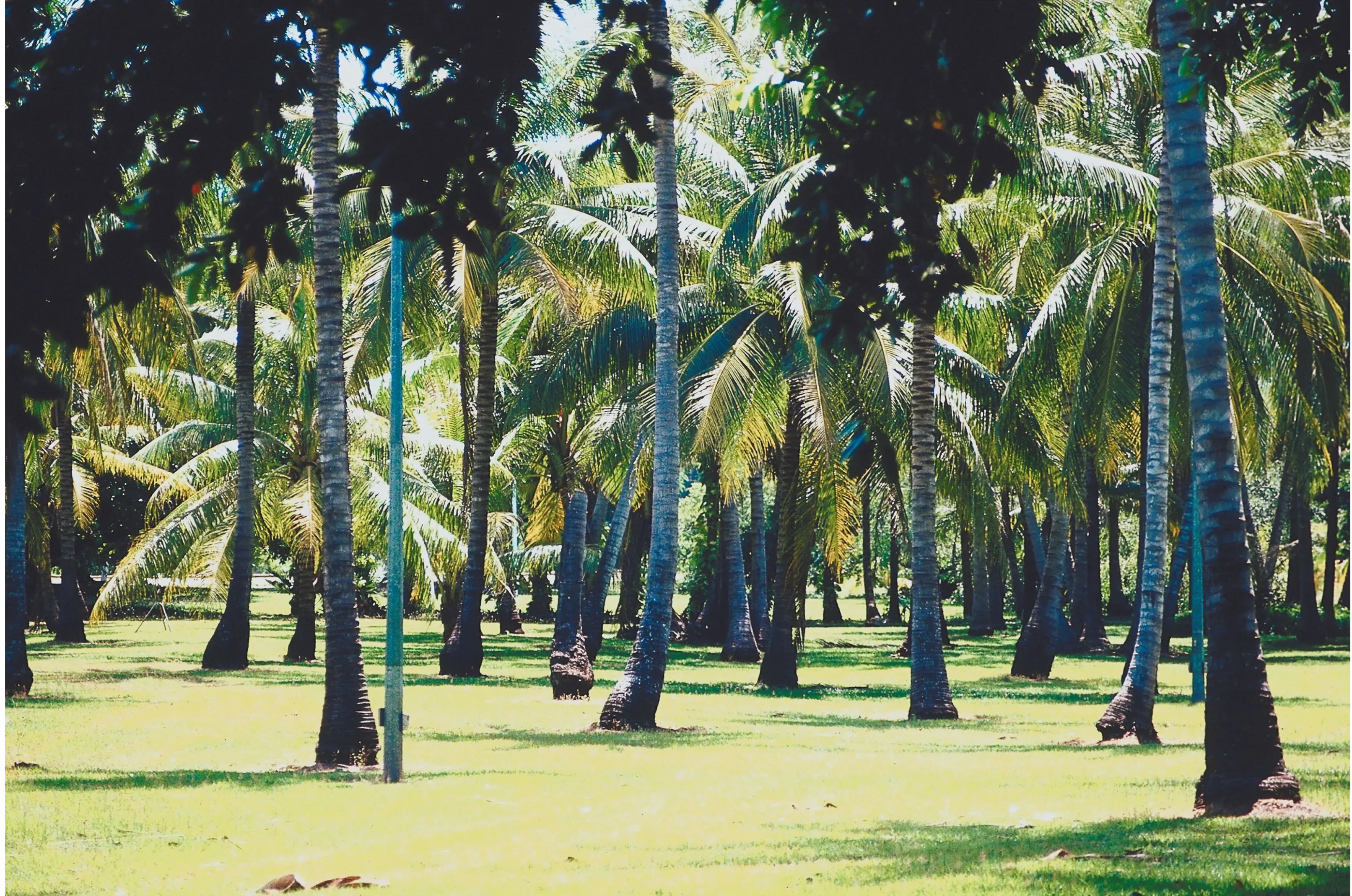 Palm trees in a Adelaide landscape